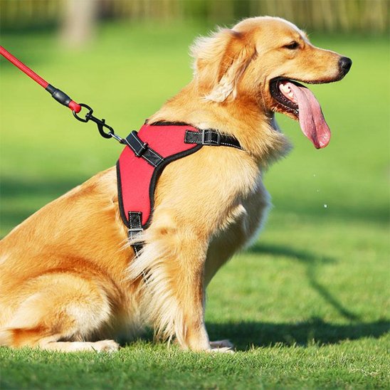 Harnais chien | Confort Anti-Traction