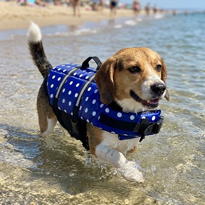 Gilet de sauvetage Chien