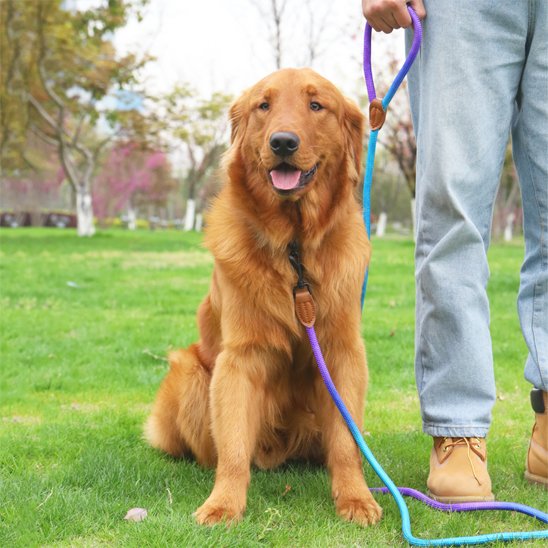 Harnais pour chien