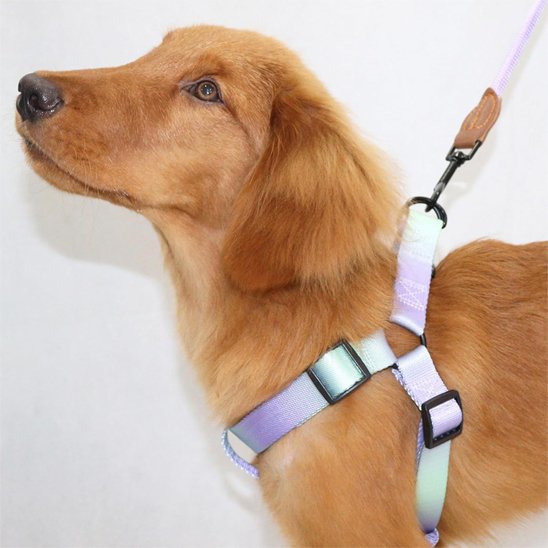 Harnais pour chien
