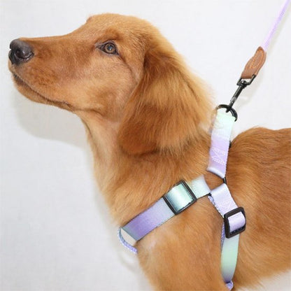 Harnais pour chien