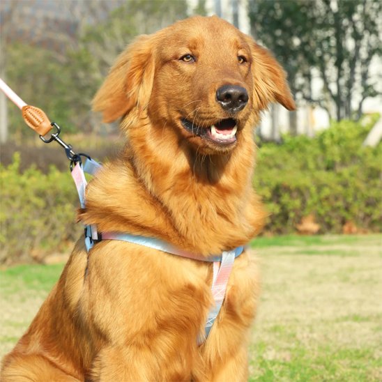 Harnais pour chien