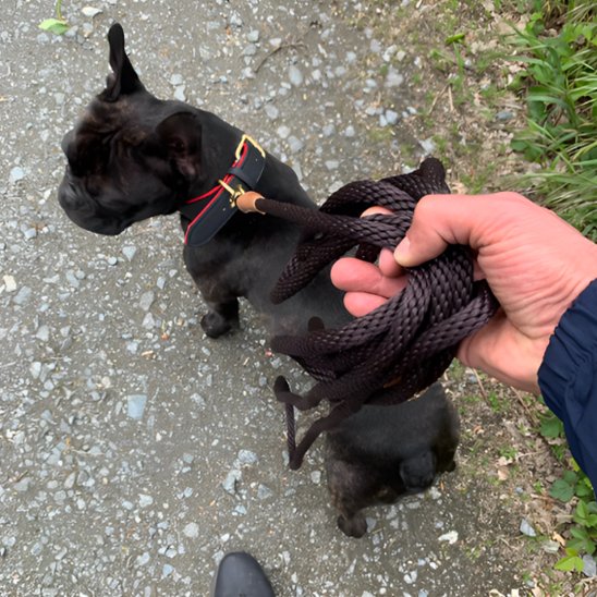 Le propriétaire tient la laisse pour chien noir enroulé dans cà main pour des balades sans tracas.