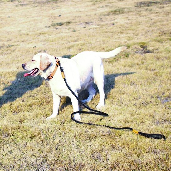Chien en laisse pour chien noir  libre de mouvement.